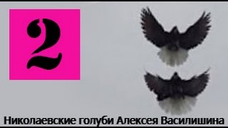 Голуби Крыма, Алексей Василишин, Евпатория (2)(Крым Евпатория Лётные Торцовые Голуби +79780085391., 2015-01-18T15:12:04.000Z)