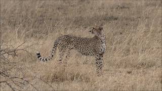 Africa Tanzania Cheetah Family video and more...