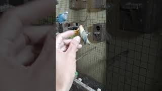 catch bird outside the cage 🤭 #reels #viral #trending #bird #comedy #biolapbeuwing #lovebirds