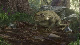 The Frog - Animation Test