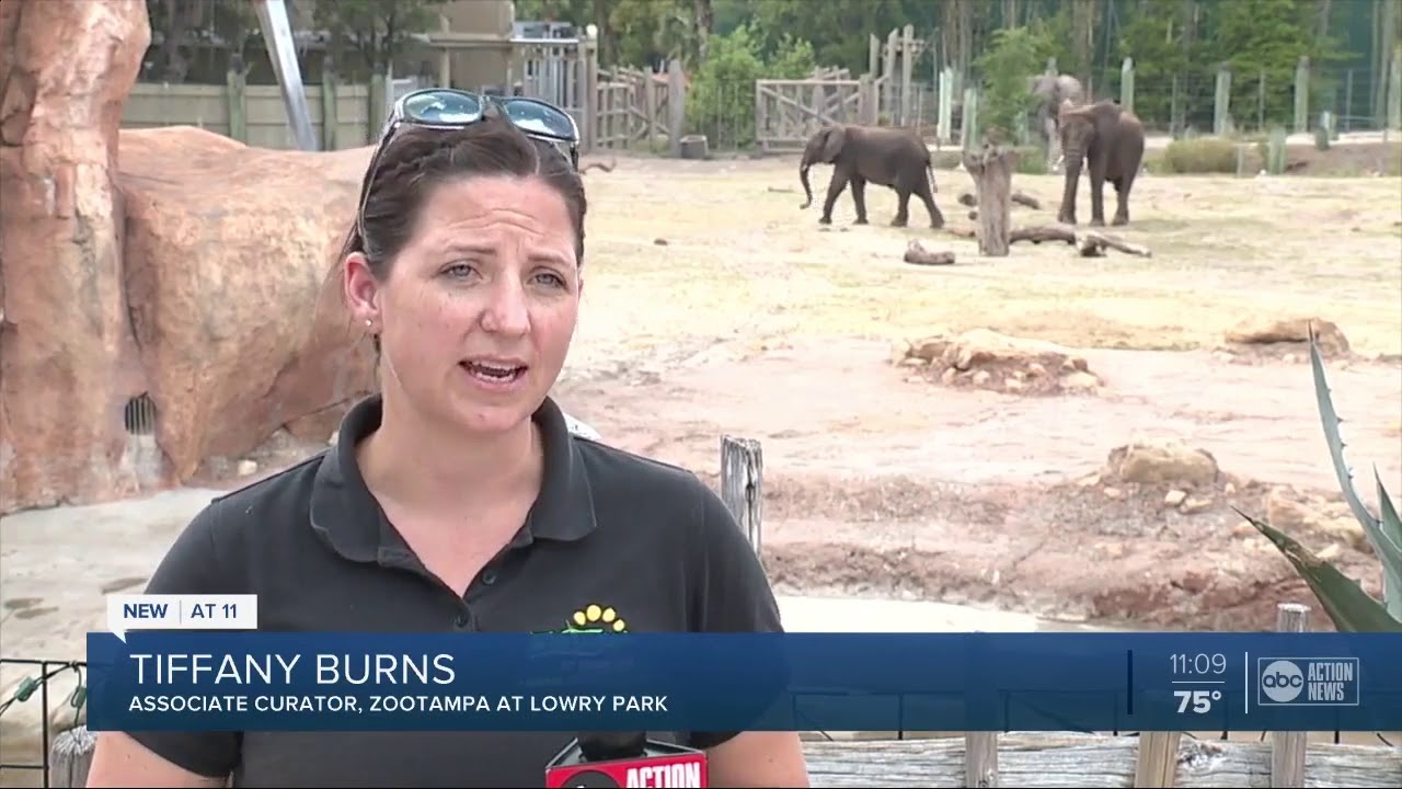 Zookeepers are taking extra steps to protect orangutans from COVID-19