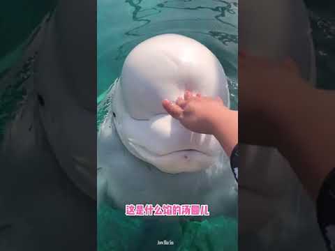 Amazing Beluga Whale  and Enjoy with Marine life under the sea #44 #Shorts