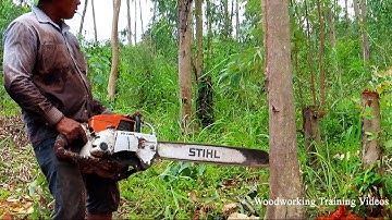 World Most Powerful Chainsaw STIHL MS720 Felling Trees! Indonesia Tree Cutting Down In Forest 2022
