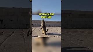 Kucing Ini Berdiri Tegak? Ternyata Ekornya Ngomong Gini! #faktakucing