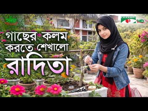 কীভাবে গাছের কলম করতে হয় শেখালো রাদিতা | ছোটদের কৃষি | পর্ব ১৯ | CropKids | Shykh Seraj | Channel i