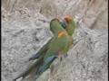 Red-fronted Macaws, Bolivia