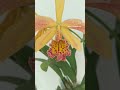 🌺 Bl. Richard Mueller x C. Triumphans  #orchid #cattleya #flower #orquideas