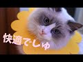 避妊手術後の快適、かわいい、傷を舐めないエリザベスカラーを発見！ラグドールのかわいいお花のカラー姿♡