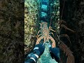River Fishing Gone Wrong 😱 Big Fish Trap Adventure#fishing #youtubeshorts