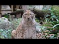 Lynx VS Bobcat - FAQ Friday