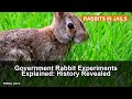 Government Rabbit Experiments Explained: History Revealed