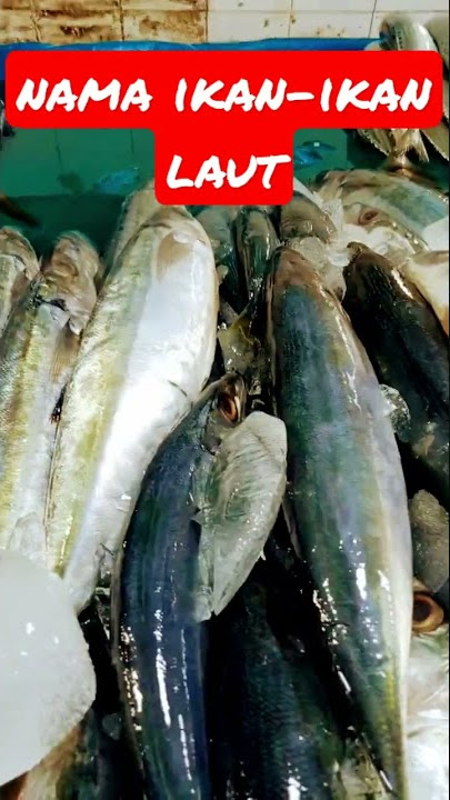 nama ikan-ikan laut