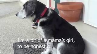 Interview with my Dog - VEDA Day 16