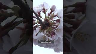 Washington, D.C.'s cherry blossoms hit peak bloom