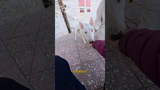 We met a shy and sweet Bull Terrier named Snoopy! #terrier #dog