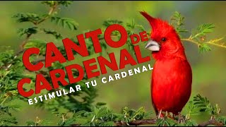 CANTO de CARDENAL ROJO Macho Para ENSEÑAR