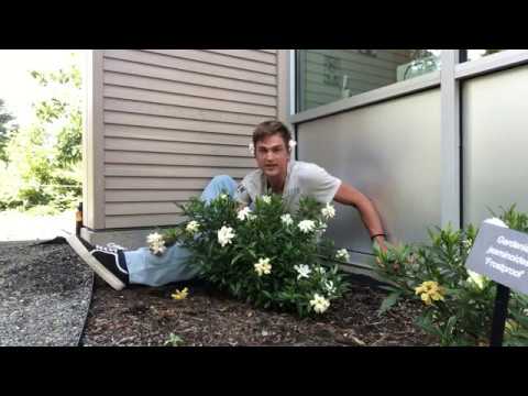 Video: Gardenia's in de winter: hoe Gardenia-planten winterklaar te maken