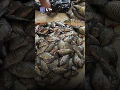 نوع غير مألوف من السمك يظهر في شط الديوانية ما القصة  عراق