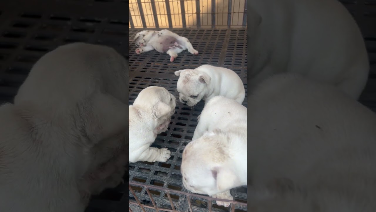 One month old puppies start fighting?