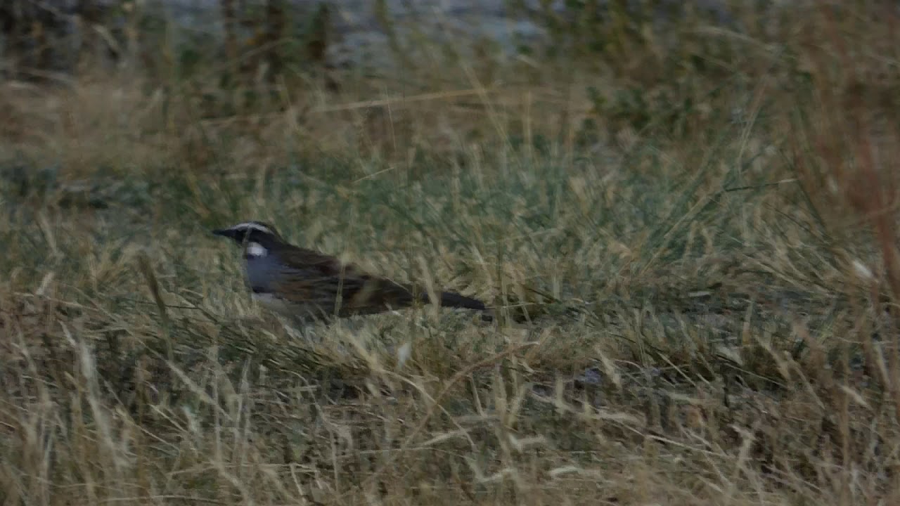 Spotted Quail-thrush in Moonbi Ranges