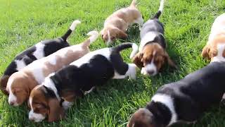 Bassett Hound Puppies for Sale