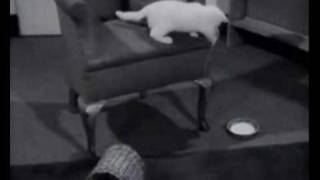 BBC Television - Interlude Film - The Kitten