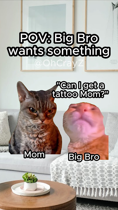 CAT MEMES 🐱 BIG BRO WANTS SOMETHING #relatable #cat #funny #family #shorts