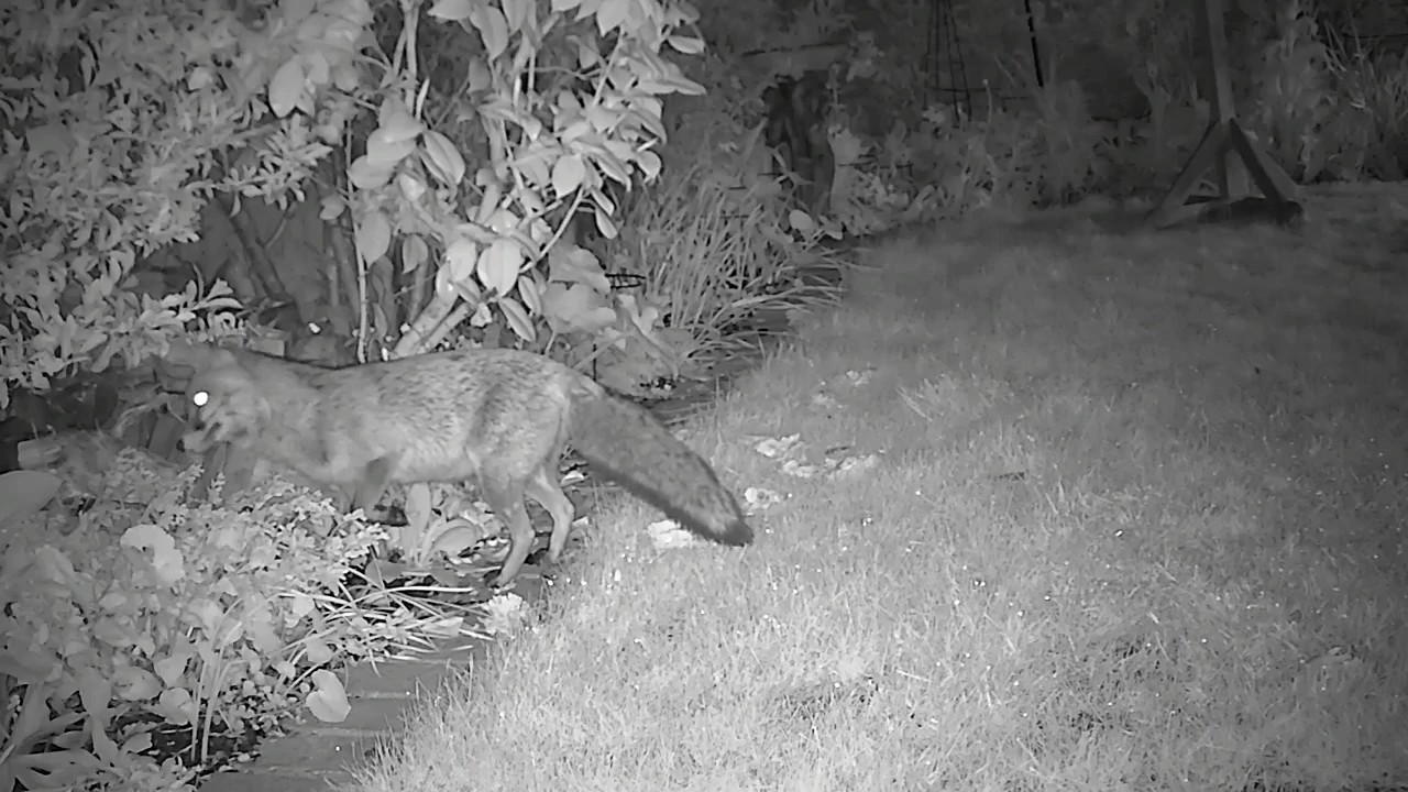 hedgehog meaning in hindi An inquisitive fox shows a keen interest in the log pile