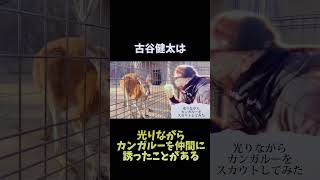 こやけんこと、古谷健太の雑学①