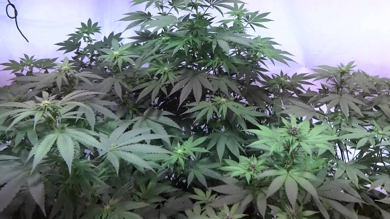 Indoor Cannabis Grow  Flower Day 14