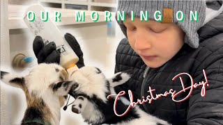 What Does Christmas Morning Look Like At Fluffy Feather Farm?