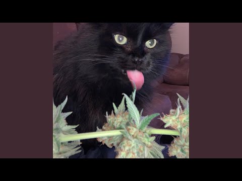 Puff,puff,pass (Radio Edit)