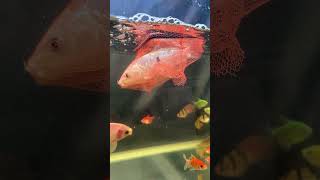 Satisfying with Unboxing &amp; Review Miniature Kitchen Sink | ASMR Video no music #asmrroleplay