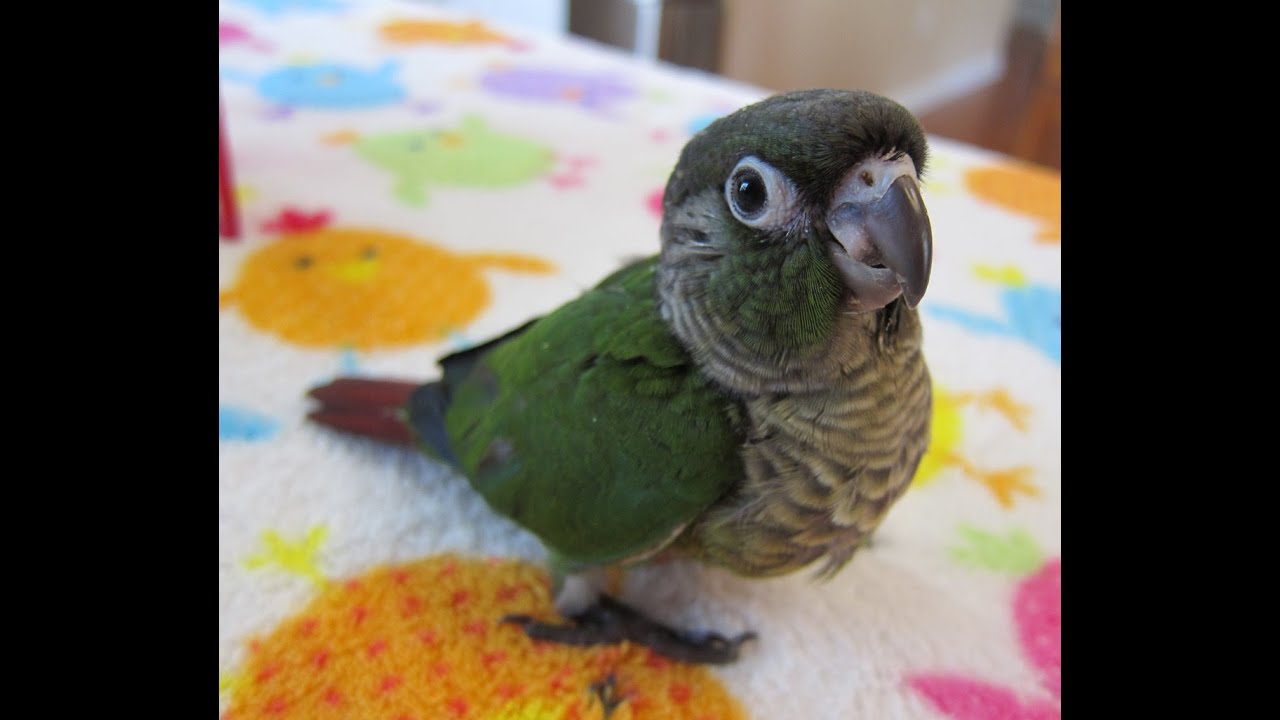 Green Cheek Conures #130 and #131 -- 7-8 weeks old - YouTube