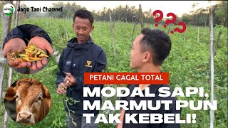 PETANI STRES !! akibat tanam cabai gagal panen, modal sapi tanaman mati !!