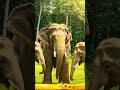 Elephant Vs Anaconda 🐘 ajgar anaconda| EOTF| #shorts #ai #elephant #anaconda #jungle