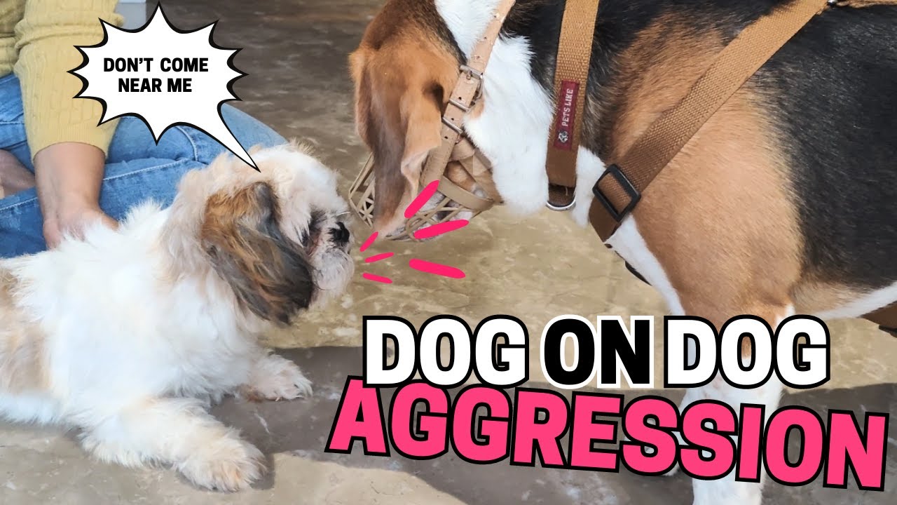 Stop Dog-on-Dog Aggression in Shih Tzus