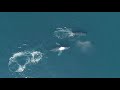 A Glimpse into : The Lives of Humpback Whales