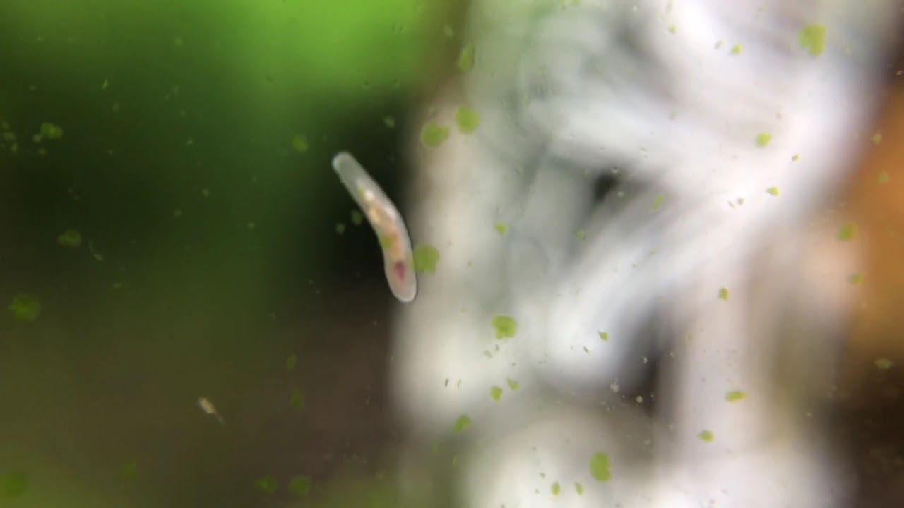 Rhabdocoela. Harmless Flatworm in aquarium YouTube