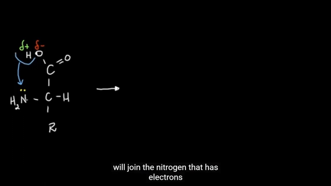 Formation of the dipolar ion or zwitterion Revised subtitles