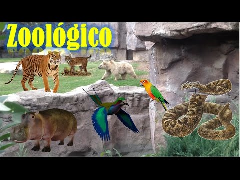 inolvidable recorrido por el Zoológico de Chapultepec 🐘 🐗 🐅