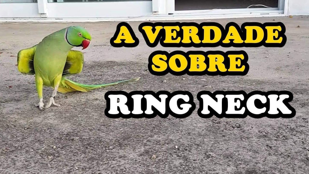 RING NECK FICA MANSO? GRITA MUITO ? - UDP