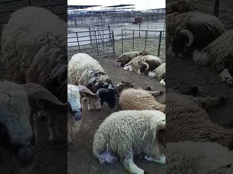 Nmhf Hduti 2025 Animals Viralvideo 