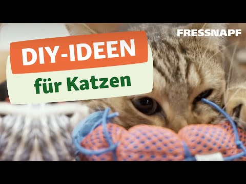 Video: DIY-Spielzeug Für Katzen Und Katzen: Wie Man Zu Hause Macht, Welche Accessoires Für Ein Kätzchen Und Ein Erwachsenes Tier Bevorzugt Werden