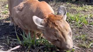 The first spring grass / Cougar Messi grazing in the fields