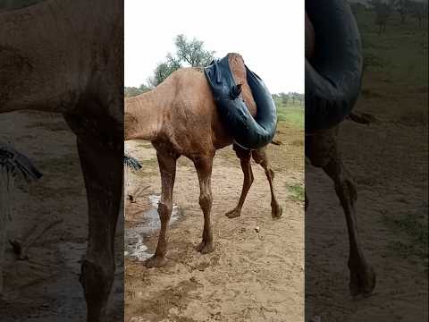 طريف لعلبة ماء مائلة على ظهر الجمل في الصحراء