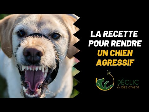 Vidéo: Mon chien joue-t-il ou est-il agressif?