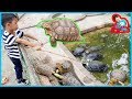 น้องบีม | ให้อาหารเต่า เที่ยวกาญจนบุรี สวนสัตว์ค่ายสุรสีห์