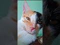 This Cat Will Make You Laugh! 🤣🐱 #news#funny #newsong#baby #comedy #newvideo#shortsvideo #viralvideo