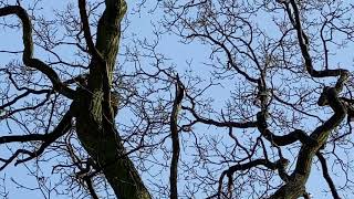 Woodpecker - Hillingdon Court Park (21st Mar 2021)